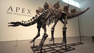 Penampakan Fosil Stegosaurus yang Laku Terjual Rp 720 Miliar
