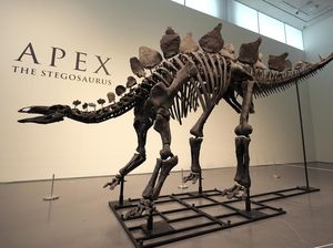Video: Melihat Fosil Stegosaurus Apex di New York Video: Melihat Fosil Stegosaurus Apex di New York