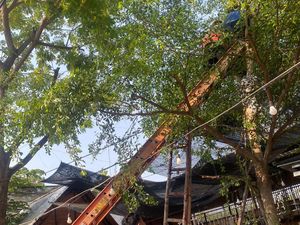 Karyawan Kafe di Bojonegoro Tewas Tersengat Listrik Saat Pangkas Pohon