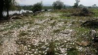 Ribuan Ikan Mati di Sungai Meksiko Terimbas Limbah Industri