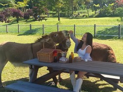 Butuh Healing? Ini 7 Tempat Wisata di Bedugul Bali yang Bikin Pikiran Segar Lagi