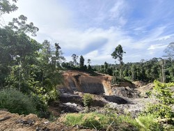 Sekolah Hutan di Berau Dikepung Tambang Ilegal, 11 Orang Utan Terancam