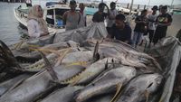 Cuaca Buruk, Tangkapan Ikan Tuna Kualitas Ekspor Merosot