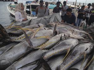 Budi Daya Tuna Disebut Beri Dampak Positif buat Perekonomian Indonesia Budi Daya Tuna Disebut Beri Dampak Positif buat Perekonomian Indonesia