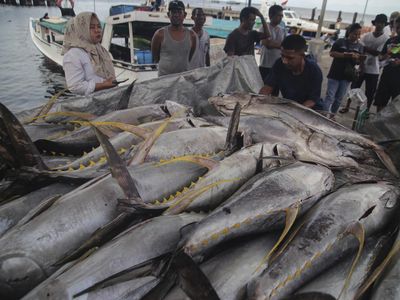 Cuaca Buruk, Tangkapan Ikan Tuna Kualitas Ekspor Merosot