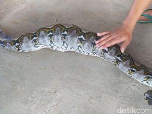 Ular Piton 3 Meter Ditangkap Usai Mangsa Kucing di Borobudur