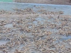 Gerombolan Ikan Teri Muncul di Pantai Tolinggula Dipanen dan Dijual Warga