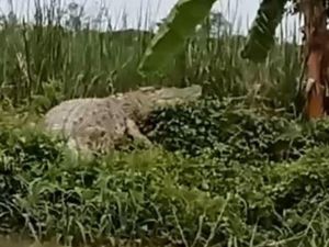 Penampakan Buaya Jumbo Bikin Heboh Warga Kedungpeluk Sidoarjo Penampakan Buaya Jumbo Bikin Heboh Warga Kedungpeluk Sidoarjo