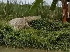 Tedak Kroman Kedungpeluk Dipercaya Selalu Datang ke Hajatan Warga Tedak Kroman Kedungpeluk Dipercaya Selalu Datang ke Hajatan Warga