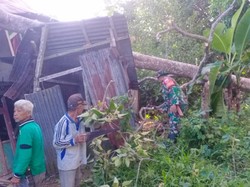 Pohon Tumbang Timpa Rumah di Selayar, BPBD Imbau Warga Waspada Angin Kencang
