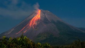 Gunung Merapi Semburkan 31 Kali Guguran Lava Pijar