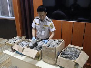 Balai Karantina Sulsel Gagalkan Penyelundupan 61 Kg Teripang yang Dilindungi