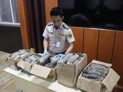 Balai Karantina Sulsel Gagalkan Penyelundupan 61 Kg Teripang yang Dilindungi
