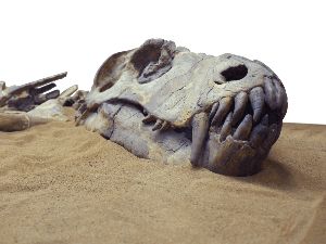 Tersembunyi Jutaan Tahun, Fosil Dinosaurus Muncul gegara Hujan Lebat Tersembunyi Jutaan Tahun, Fosil Dinosaurus Muncul gegara Hujan Lebat