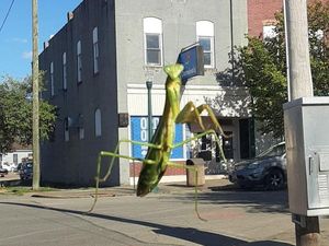 Lihat Dengan Teliti, Foto Ilusi Ini Bikin Mata Terkecoh