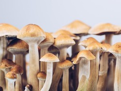 Jualan Mushroom ke Turis Gili Trawangan, Pemilik Minimarket Diciduk Polisi