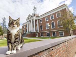 Max si Kucing yang Punya Gelar Doktor Max si Kucing yang Punya Gelar Doktor