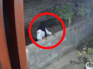 Pria Nyamar Perempuan Pakai Seragam SMP Curi Celana Dalam di Jember