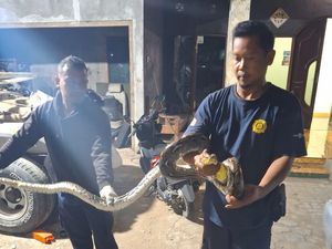 Mak Jegagik! Ular Piton 3 Meter Nongol di Pekarangan Semanu Gunungkidul