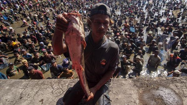 Serunya Festival Berebut Ikan di Klaten