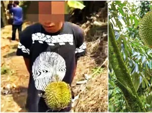 Gegara Anak, Ayah Harus Bayar Tiga Buah Durian Seharga Rp 34,6 Juta Gegara Anak, Ayah Harus Bayar Tiga Buah Durian Seharga Rp 34,6 Juta