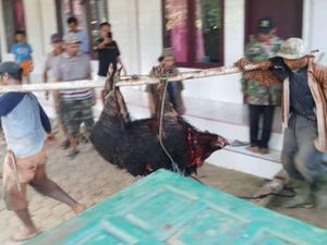 Heboh Babi Hutan Masuk Area Musala di Pandeglang