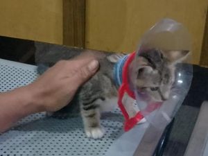 Kasihan, Kepala Kucing Kesayangan Warga Jaktim Nyangkut di Galon