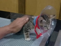 Kasihan, Kepala Kucing Kesayangan Warga Jaktim Nyangkut di Galon
