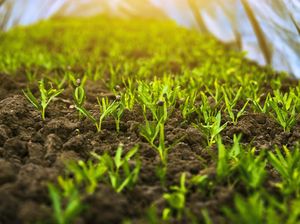 Apa Perbedaan Tanaman, Tumbuhan, Flora, dan Vegetasi? Ini Penjelasannya