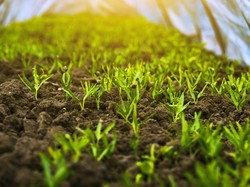 Apa Perbedaan Tanaman, Tumbuhan, Flora, dan Vegetasi? Ini Penjelasannya