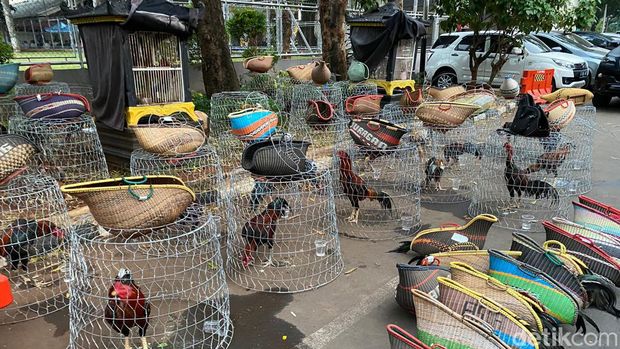 Penampakan ayam-ayam jago yang jadi pertaruhan di arena judi sabung ayam 'Legok Stadium' Bekasi.