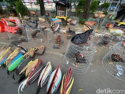 Potret Ayam-ayam Jago yang Dipertaruhkan di Arena Judi Legok Stadium