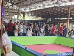 Polisi Sita 40 Ekor Ayam Jago dari Arena Judi Legok Stadium di Bekasi