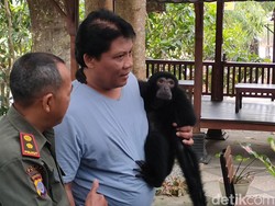 Dianggap Anak Sendiri, Rio Siamang Milik Warga Kulon Progo Diserahkan ke BKSDA