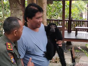 Dianggap Anak Sendiri, Rio Siamang Milik Warga Kulon Progo Diserahkan ke BKSDA Dianggap Anak Sendiri, Rio Siamang Milik Warga Kulon Progo Diserahkan ke BKSDA