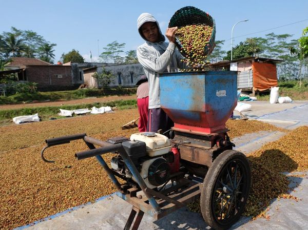 Unik! Ada Jasa Giling Kopi Keliling di Temanggung
