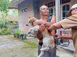 Anjing Gila yang Gigit 11 Warga Jembrana Positif Rabies