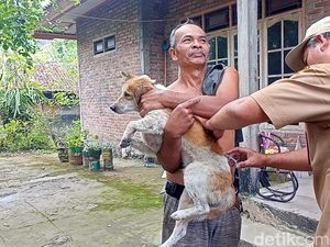 Anjing Gila yang Gigit 11 Warga Jembrana Positif Rabies Anjing Gila yang Gigit 11 Warga Jembrana Positif Rabies
