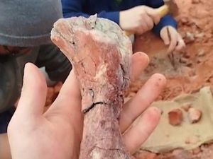Penampakan Fosil Dinosaurus Berusia 233 Juta Tahun di Brasil Penampakan Fosil Dinosaurus Berusia 233 Juta Tahun di Brasil