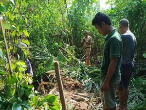 Warga Muratara Resah Gajah Liar Makan-Rusak Kebun Sawit