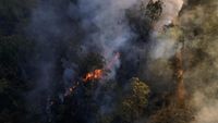 Kebakaran Landa Hutan Nasional Brasilia di Brasil