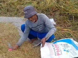 Petani di Rajapolah Tasik Gagal Panen gegara Serangan Wereng dan Tikus