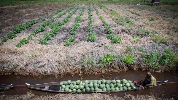 Potret Budi Daya Semangka Terbesar di Lahan Gambut Kalsel