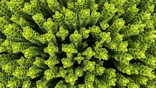 Tampilan Tanaman Ini Nyata, Bukan Hasil Photoshop