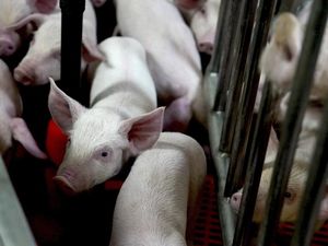 Kala Babi Dipelihara dan Dirawat untuk Keperluan Transplantasi Organ Manusia