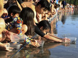 Antusias Bule Ikut Lepaskan Tukik di Pantai Bali Antusias Bule Ikut Lepaskan Tukik di Pantai Bali