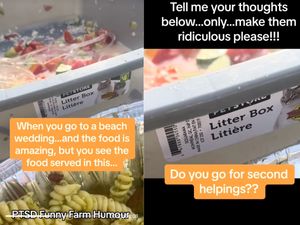 Duh! Pengantin Ini Sajikan Makanan Tamu di Bak Pasir Kucing