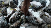 Ekspor Ikan Buntal Kering ke Vietnam yang Laku Rp 5 Juta/Kg