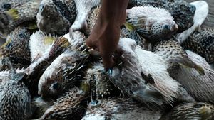 Ekspor Ikan Buntal Kering ke Vietnam yang Laku Rp 5 Juta/Kg