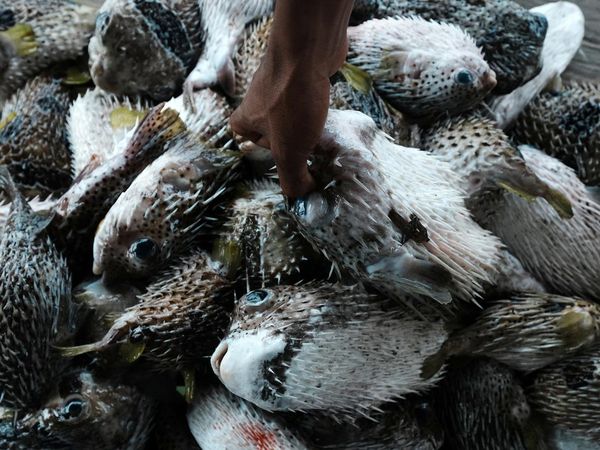 Ekspor Ikan Buntal Kering ke Vietnam yang Laku Rp 5 Juta/Kg